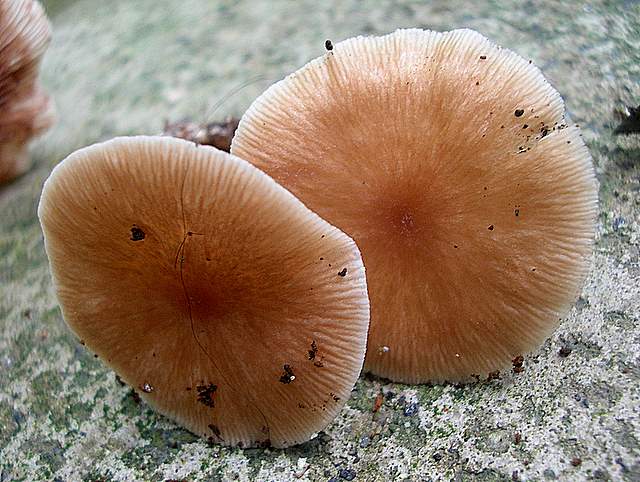 Il Risveglio dei Funghi